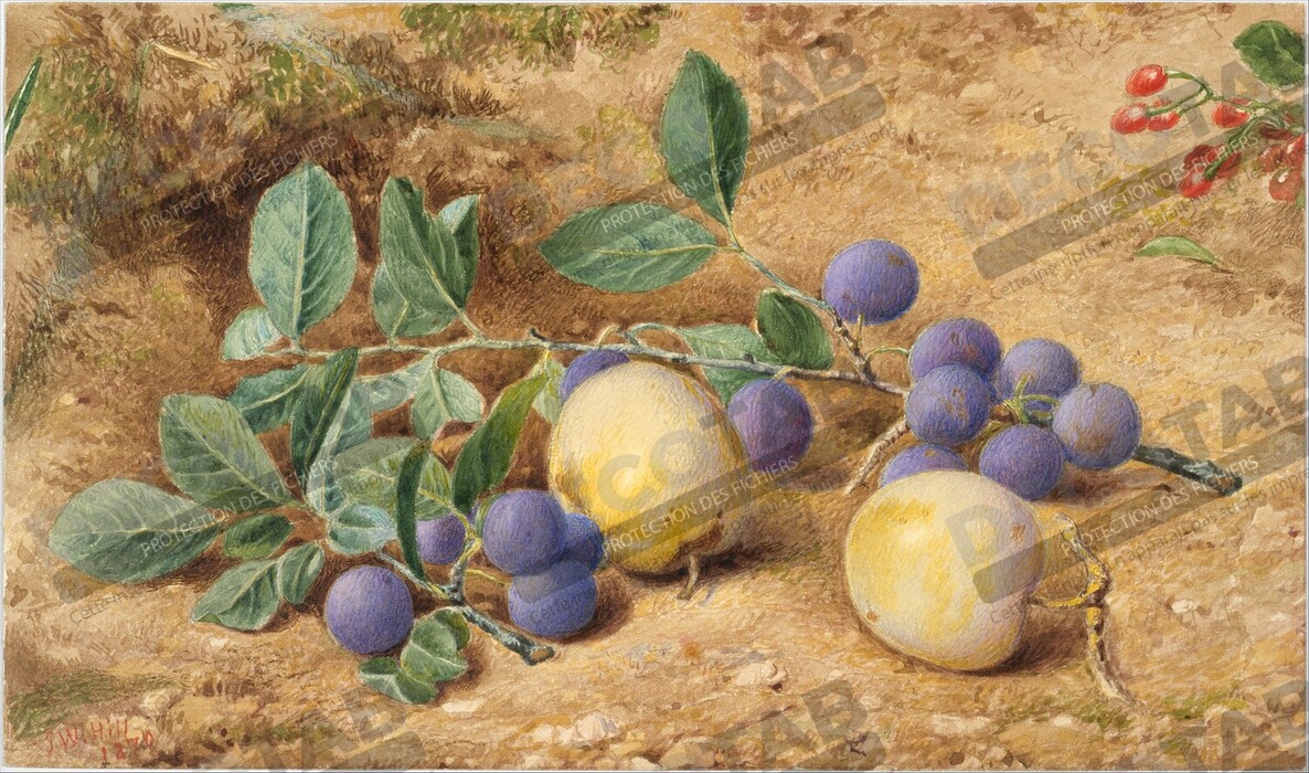 Reproduction Prunes de John William Hill