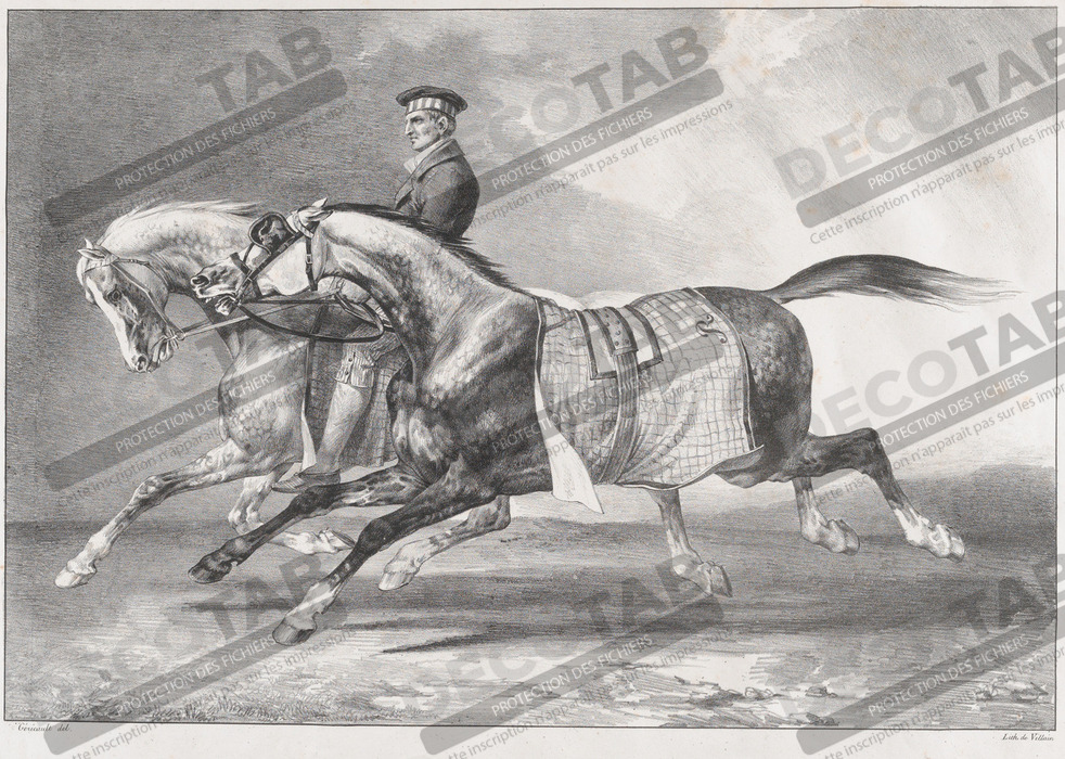 Reproduction Deux chevaux gris pommelé en cours d'exercice de Théodore Gericault