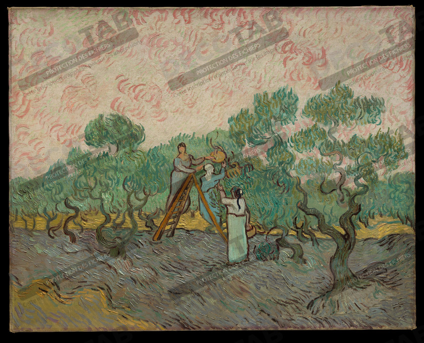 Reproduction Femmes cueillant des olives de Vincent van Gogh