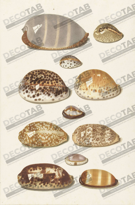 Reproduction Onze grands et petits cauris tropicaux de Johann Gustav Hoch