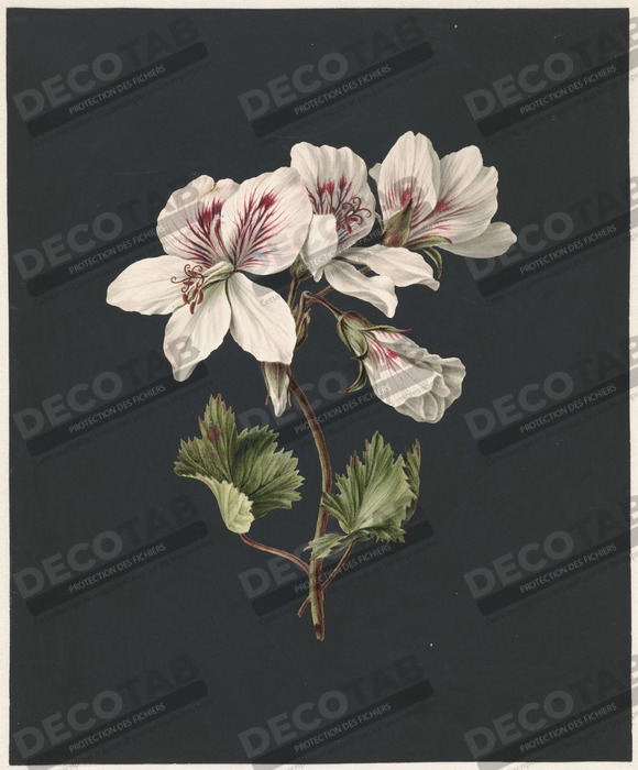 Reproduction Pélargonium album bicolore de M. de Gijselaar