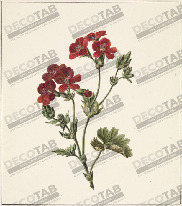 Reproduction fleur rouge de M. de Gijselaar
