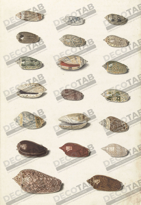 Reproduction Vingt coquillages tropicaux de Johann Gustav Hoch