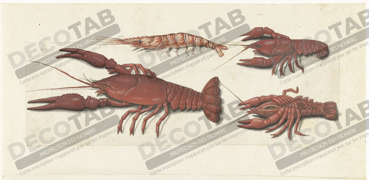 Reproduction Langoustine, deux écrevisses et crevettes de anonymous