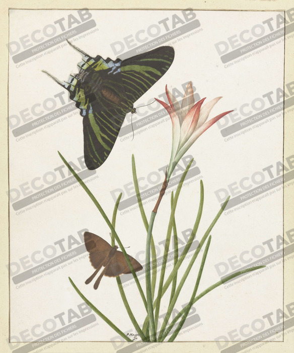 Reproduction Deux papillons à un lis de Paulus Knogh