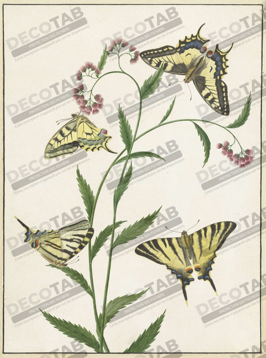 Reproduction Quatre papillons sur des fleurs de Paulus Knogh