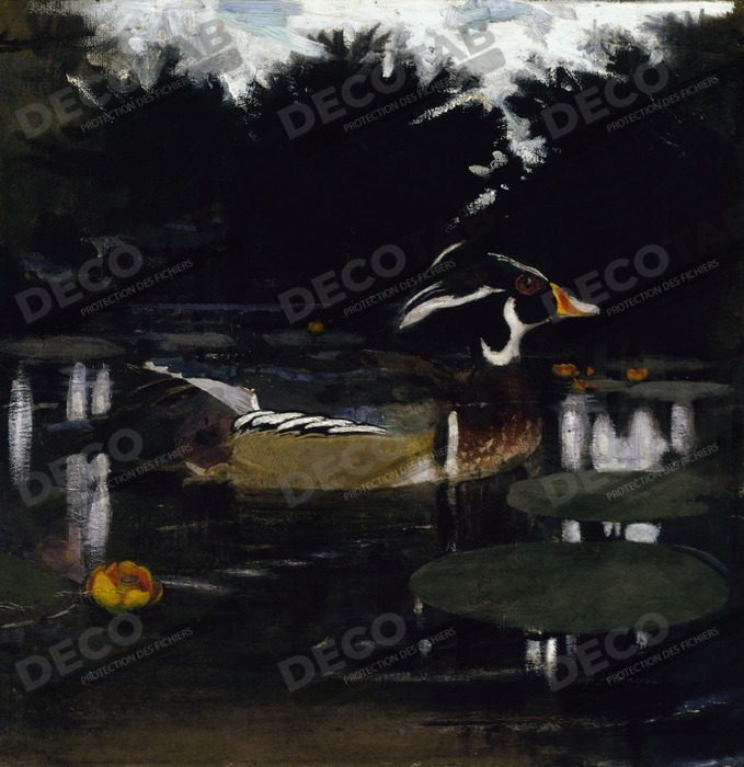 Reproduction Canard branchu mâle dans une piscine forestière, étude pour le livre Dissimuler la coloration dans le règne animal de Abbott Handerson Thayer, born Boston, MA 1849-died Dublin, NH 1921