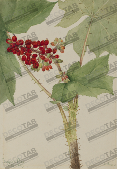 Reproduction Club du diable (Echinopanax horridum) de Mary Vaux Walcott, born Philadelphia, PA 1860-died St. Andrews, New Brunswick, Canada 1940