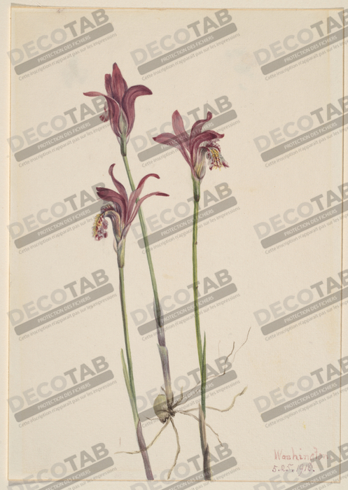 Reproduction Aréthuse (Aréthuse bulbeuse) de Mary Vaux Walcott, born Philadelphia, PA 1860-died St. Andrews, New Brunswick, Canada 1940