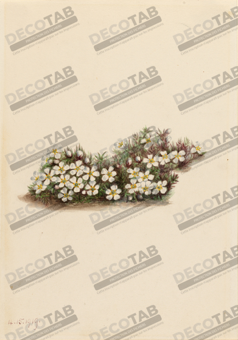 Reproduction Pyxie (Pyxidanthera barbulata) de Mary Vaux Walcott, born Philadelphia, PA 1860-died St. Andrews, New Brunswick, Canada 1940