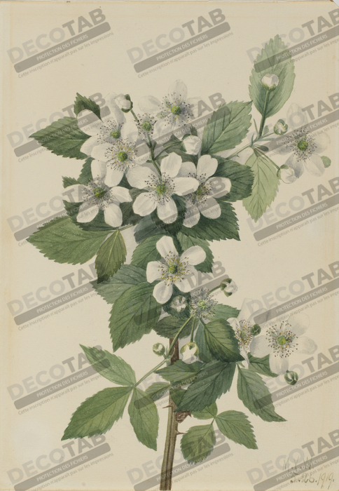 Reproduction Mûre en corymbe (Rubus argus) de Mary Vaux Walcott, born Philadelphia, PA 1860-died St. Andrews, New Brunswick, Canada 1940
