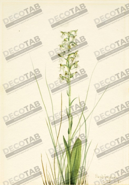 Reproduction Frange-orchidée en lambeaux (Habenaria lacera) de Mary Vaux Walcott, born Philadelphia, PA 1860-died St. Andrews, New Brunswick, Canada 1940