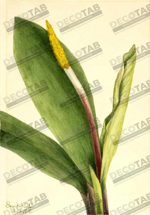 Reproduction Club d'or (Orontium aquaticum) de Mary Vaux Walcott, born Philadelphia, PA 1860-died St. Andrews, New Brunswick, Canada 1940