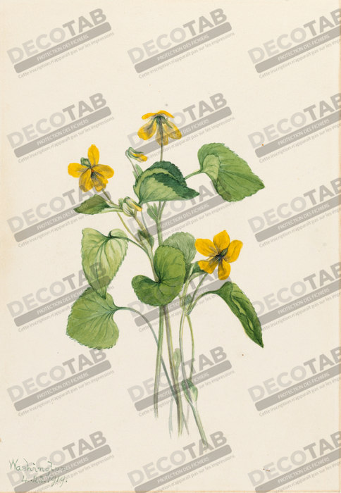 Reproduction Violet jaune lisse (Viola eriocarpa) de Mary Vaux Walcott, born Philadelphia, PA 1860-died St. Andrews, New Brunswick, Canada 1940