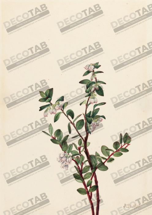 Reproduction Boîte Huckleberry (Gaylussacia brachycera) de Mary Vaux Walcott, born Philadelphia, PA 1860-died St. Andrews, New Brunswick, Canada 1940