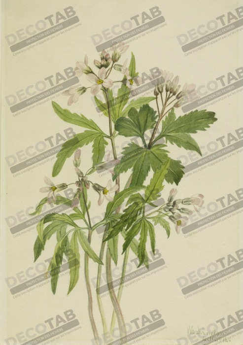 Reproduction Toothwort coupée (Dentaria laciniata) de Mary Vaux Walcott, born Philadelphia, PA 1860-died St. Andrews, New Brunswick, Canada 1940