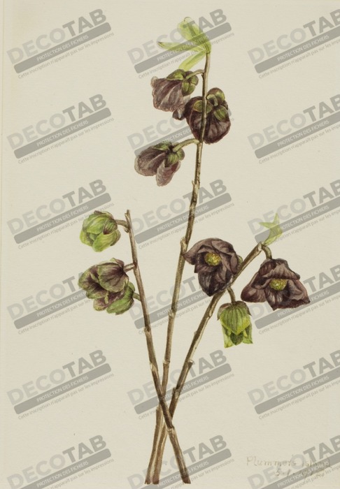 Reproduction Papaye (Asimina triloba) de Mary Vaux Walcott, born Philadelphia, PA 1860-died St. Andrews, New Brunswick, Canada 1940